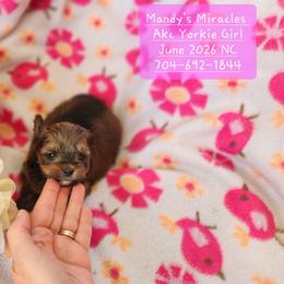 Malibu - Gold female Yorkshire Terrier puppy in Dallas, North Carolina from Mandy's Miracles