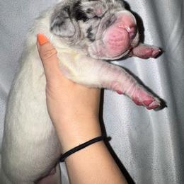 Jack - Merle male Great Dane puppy in Latrobe, Pennsylvania from Country Danes