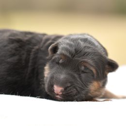 Crush - German Shepherd puppy from WILDWOOD GERMAN SHEPHERDS