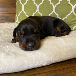 Blakely - Black and rust female Doberman Pinscher puppy in Boyd, Texas from Team Feem Breeders