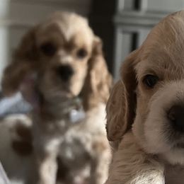 Cocker Spaniels from Inspirational Treasures