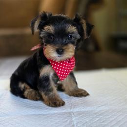 Traditional boy - Black and tan male Yorkshire Terrier puppy in Aiken, South Carolina from Sio's Yorkies