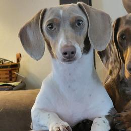 Dachshunds from Lees Creek Dachshunds