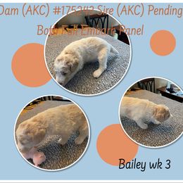 Poodle Puppies from Joy Of Parti Poodles