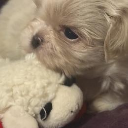 Frosty - Cream and white male Shih Tzu puppy in Huntsville, Alabama from Sunnybrook Shih Tzu
