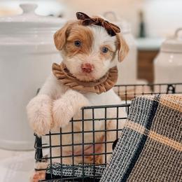 Millie - Cream female Goldendoodle puppy in Iola, Texas from Supreme Doodles of Texas