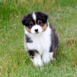 Girl 4 - Black tri-color female Australian Shepherd puppy in Rochester, Massachusetts from Clover Creek Aussies
