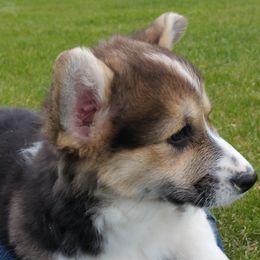 Pembroke Welsh Corgi and Swedish Vallhund Puppies from Denise Hawkins