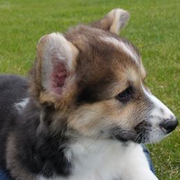 Pembroke Welsh Corgi and Swedish Vallhund Puppies from Denise Hawkins