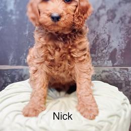 Nick - Red  male Goldendoodle puppy in Pasco, Washington from Camp Doodle Woods