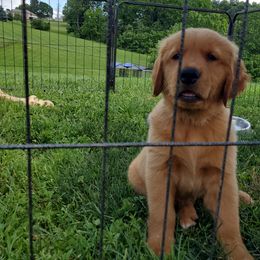 Golden Retriever Puppies from Emma's Golden Puppers