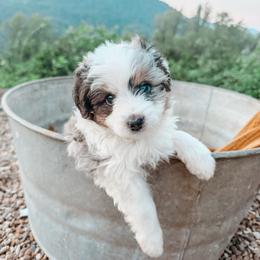 Bud - male Australian Mountain Doodle puppy in Tryon, North Carolina from Melrose Mountain Farm