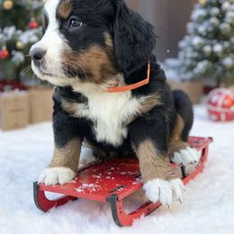 Nina  Girl 1 - Black rust and white female Bernese Mountain Dog puppy in Carlotta, California from Aunt-T’s Australian Shepherds
