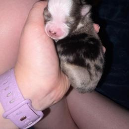 Lapis - Blue merle male Miniature Australian Shepherd puppy in Weatherford, Texas from F & T Aussies
