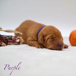 Female - Yellow female Labrador Retriever puppy in Sherrard, Illinois from Gochee Labs
