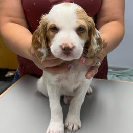 Light Blue - White and orange male Brittany puppy in Greenville, Michigan from Royal Reign Brittany’s