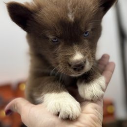 Denali - Brown and white female Siberian Husky puppy in Columbus, Nebraska from Happy Howlin' Smokey Mountain Huskies