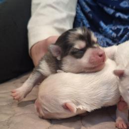 Dark Merle - Merle male Pomsky puppy in Fairbanks, Alaska from Arctic Kennels (Pomskies, Akitas & Shibas)