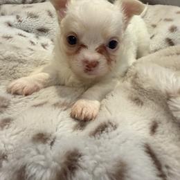 Benson - Cream and white male Chihuahua puppy in New Bedford, Massachusetts from Roark Pack Chihuahua's & Pomsky's