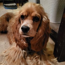 Jessie - Cocker Spaniel