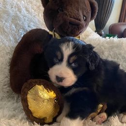 Australian Shepherds from Central Valley Australian Shepherd