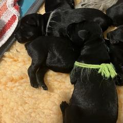 Standard Schnauzer Puppies from Songbird Standard Schnauzers