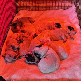Australian Cattle Dogs from Richards Ranch