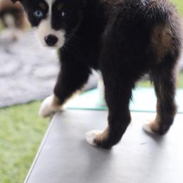 Miniature Australian Shepherd and Toy Australian Shepherd Puppies from Stone & Sage ATX Toy & Mini Aussies