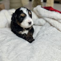 Green Collar - Tri-color male Bernedoodle puppy in Indiahoma, Oklahoma from Farm Fresh Doodles