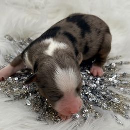 Prancer - Blue merle female Toy Australian Shepherd puppy in Blacksburg, South Carolina from Blue’s Family Aussies