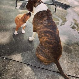 American Foxhound and American Staffordshire Terrier Puppies from Whitlow Kennel