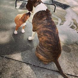 American Foxhound and American Staffordshire Terrier Puppies from Whitlow Kennel