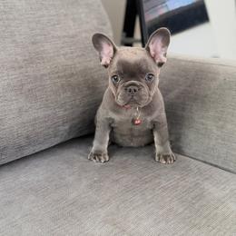 Sprinkles - Blue female French Bulldog puppy in Bakersfield, California from HOI Frenchies