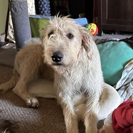 Piper - Irish Wolfhound