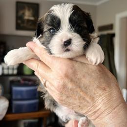 Dock - Brown male Shichon puppy in Pennsylvania from Manor Hills Shih Tzus