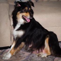 Coco - Australian Shepherd