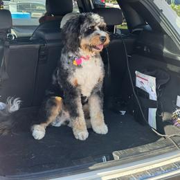 Samira - Black female Poodle puppy in California from Avcpoodles