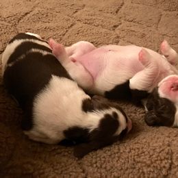 Brittany Puppies from Jenvy Brittanys