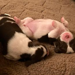 Brittany Puppies from Jenvy Brittanys