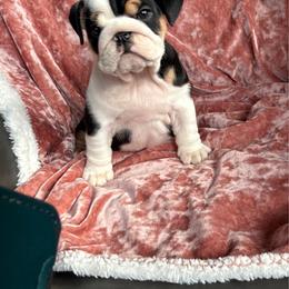 18 line champion Perfect Sadie - Black tri-color female Bulldog puppy in Seattle, Washington from mama Myra bulldogs