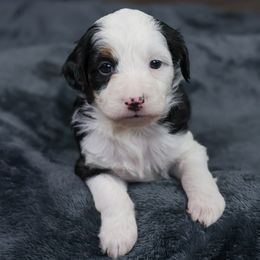 Peppermint - Black tri-color female Aussiedoodle puppy in Casa, Arkansas from Blue Diamond Puppies