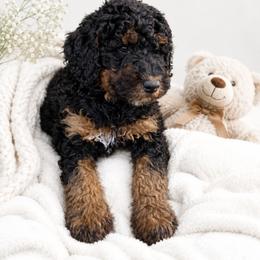 Ember - Black phantom female Aussiedoodle puppy in Yacolt, Washington from Aussiedoodles by Maggie