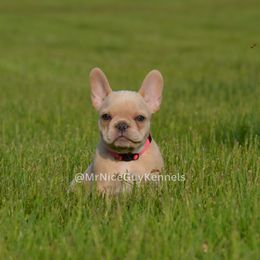 "ivory 11 weeks" French Bulldog Puppies from Mr Nice Guy Kennels