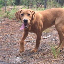 Dilute Retriever All Grown Up from Palmetto Moon Labradors