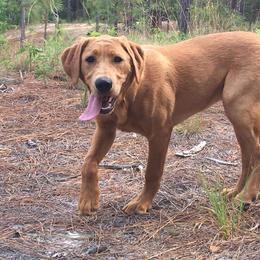 Dilute Retriever All Grown Up from Palmetto Moon Labradors