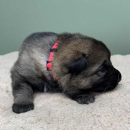 Cindy - Sable female German Shepherd puppy in Hancock, New Hampshire from Kysarah German Shepherds