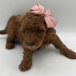 Denim - Red  Poodle puppy in New Jersey from Lavishly Loved Pets LLC