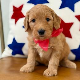 Red collar WOODY - Apricot male Goldendoodle puppy in Salem, Utah from Aspen Doodles Utah