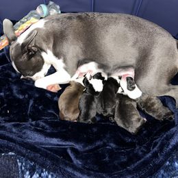 Boston Terrier Puppies from Rhonda Binkard