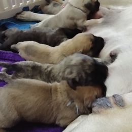 Mastiff and Neapolitan Mastiff Puppies from Sims English Mastiffs